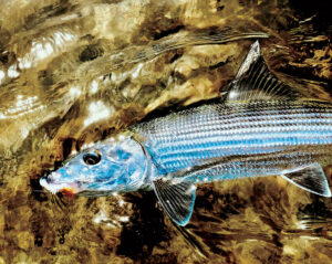 Hawaii bonefish