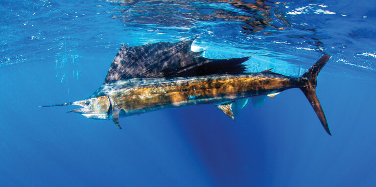 Sailfish