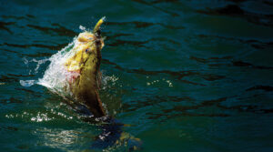 Maine smallmouth bass
