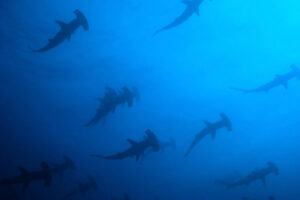 Hammerhead sharks