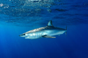 Mako shark